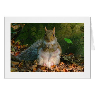 Écureuil gris - Bute Park, Cardiff, Pays de Galles