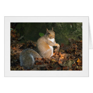 Écureuil gris - Bute Park, Cardiff, Pays de Galles