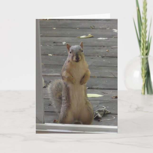 Écureuil mignon, rester en contact, carte (Devant)