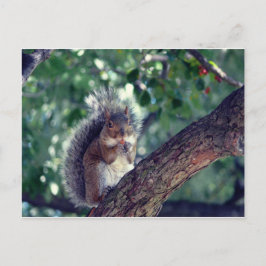 Écureuil Postkarte
