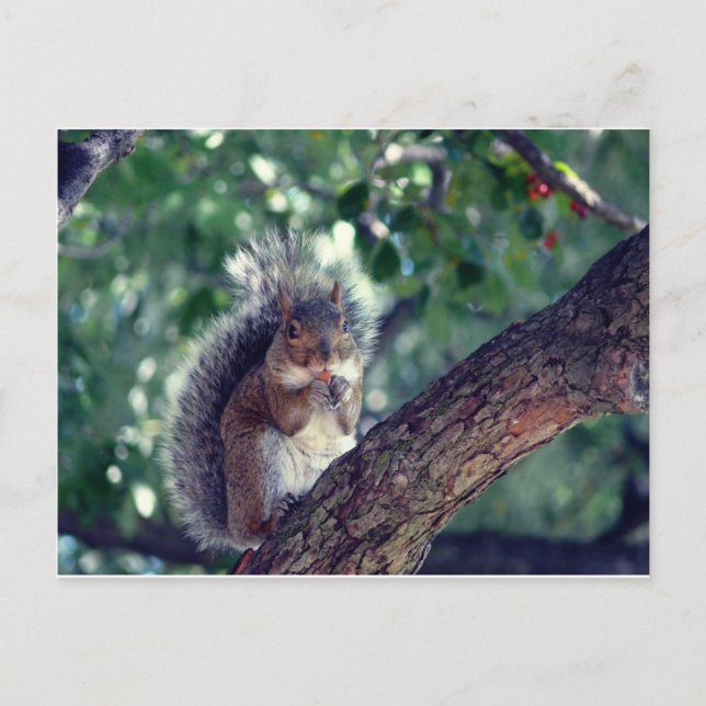 Écureuil Postkarte (Vorderseite)
