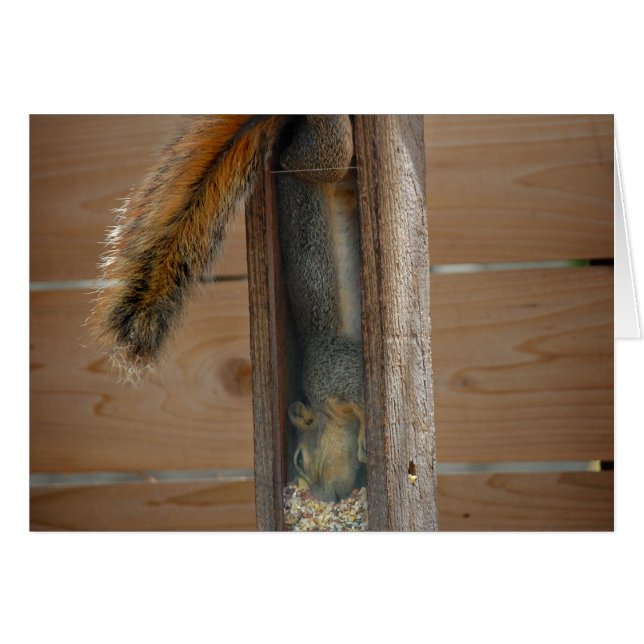 Écureuil raid nourricier d'oiseaux (Devant horizontal)