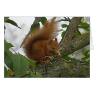 Écureuil rouge