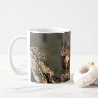 Écureuil roux Tasse de taxonomie