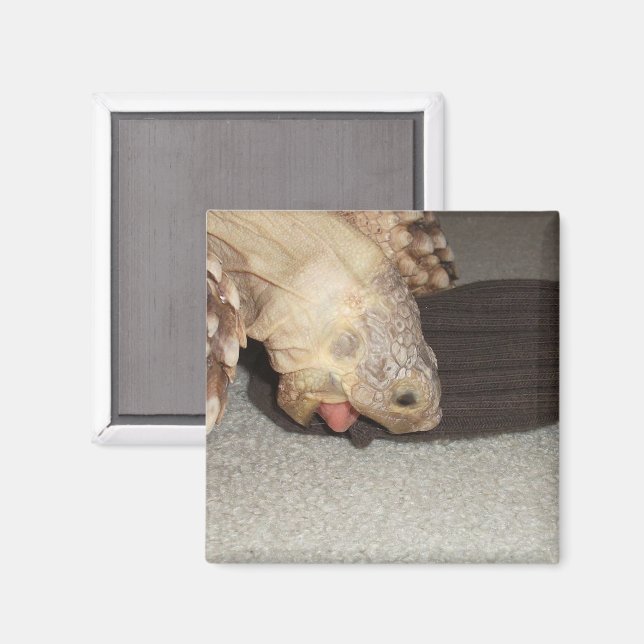 Ed and the Sock, Sulcata Tortoise  Magnet (Vorderseite/Rückseite)