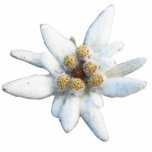 Edelweiss alpine Blume Freistehende Fotoskulptur<br><div class="desc">Edelweiss alpine Blume - Fotoausschnitt.</div>