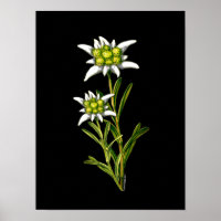 Edelweiss Artwork Print