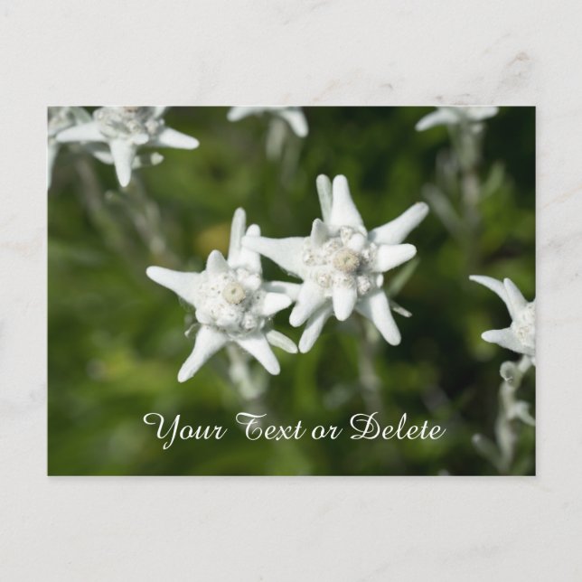 Edelweiss Bloom Postkarte (Vorderseite)