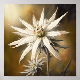 Edelweiss Blume Art Print Poster