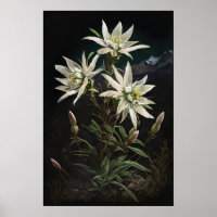 Edelweiss-Blume Art Print Poster