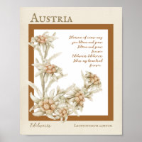 Edelweiss Blume Österreich
