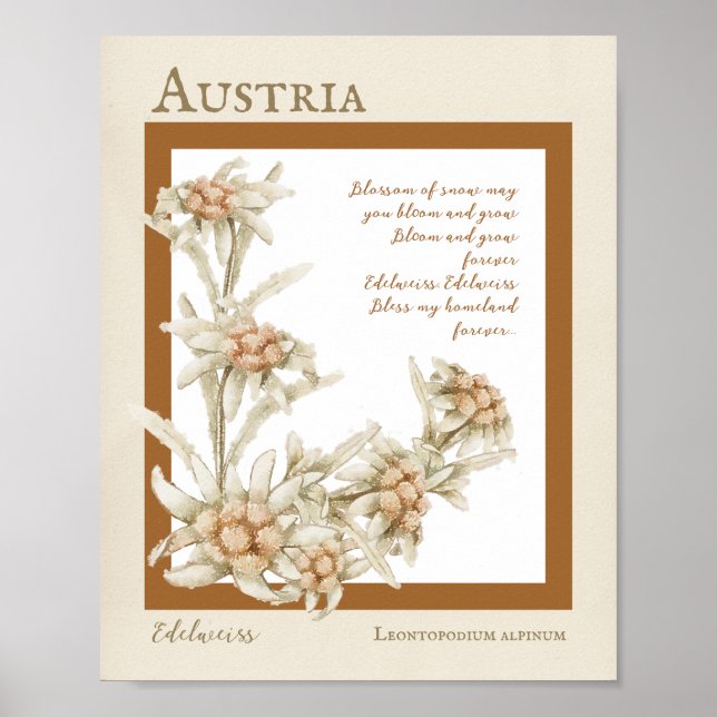Edelweiss Blume Österreich Poster (Vorne)