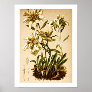 Edelweiss-Blume Vintag Botanische Illustration Poster