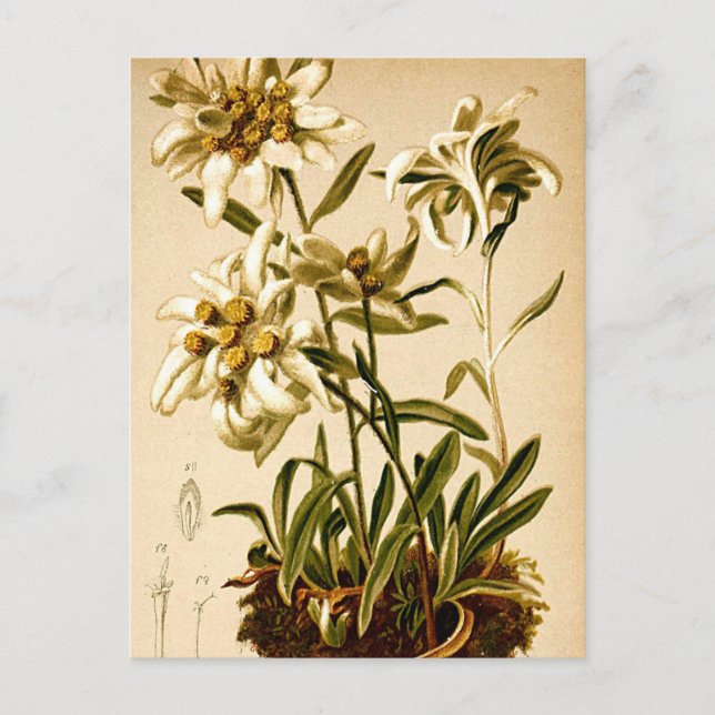 Edelweiss-Blume Vintag Botanische Illustration Postkarte (Vorderseite)