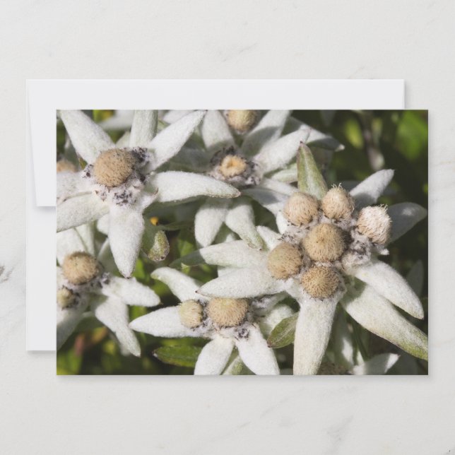 Edelweiss Blumen-Ebene danken Ihnen zu kardieren Dankeskarte (Vorderseite)