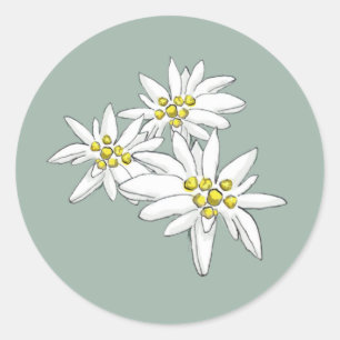 Edelweiß Elegante Handgezeichnete Wildblumen Umsch Runder Aufkleber