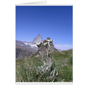 Edelweiss et Matterhorn