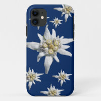 Edelweiss Fall auf dunkelblauem Hintergrund