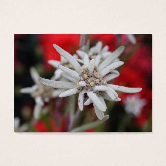 Edelweiss Leontopodium nivale (Vorderseite)