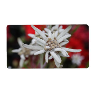 Edelweiss Leontopodium nivale