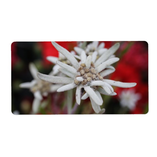 Edelweiss Leontopodium nivale (Vorne)