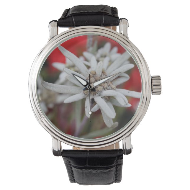 Edelweiss Leontopodium nivale Armbanduhr (Vorderseite)