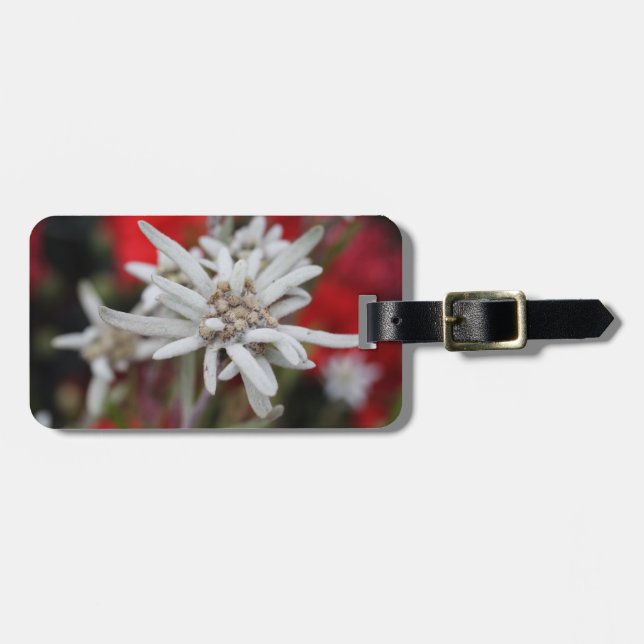 Edelweiss Leontopodium nivale Gepäckanhänger (Vorderseite horizontal)