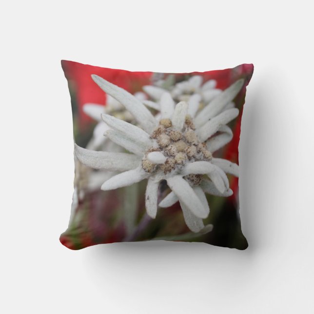 Edelweiss Leontopodium nivale Kissen (Vorderseite)