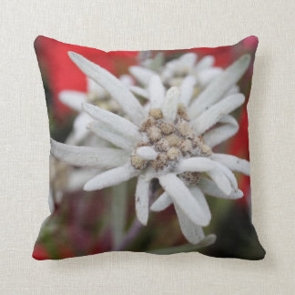Edelweiss Leontopodium nivale Kissen