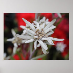 Edelweiss Leontopodium nivale Poster