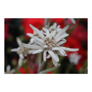 Edelweiss Leontopodium nivale Poster