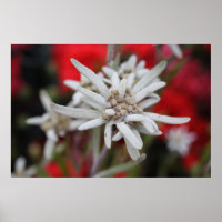 Edelweiss