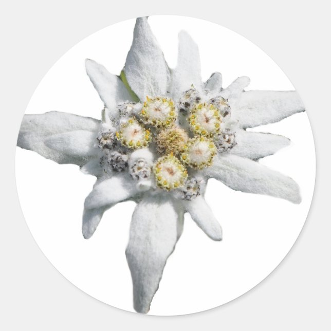 Edelweiss Runder Aufkleber (Vorderseite)