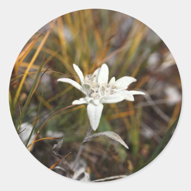 Edelweiss Runder Aufkleber (Vorderseite)