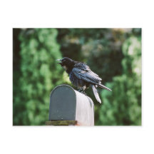 Edgar Allan Crow, Postkarte