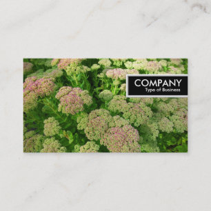 Edge Tag - Sedum "Herbstfreude"