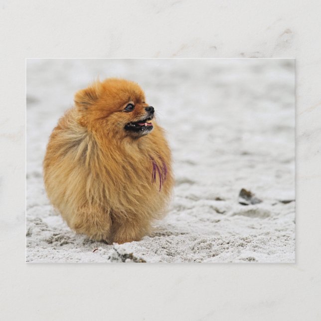 Edgrrr #3 - Spitz Postkarte (Vorderseite)