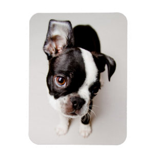 Edison Boston Terrier Welpe. Magnet