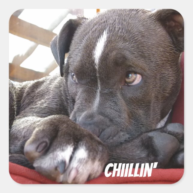 Editable Baby Pitbull Puppies Quadratischer Aufkleber (Vorderseite)