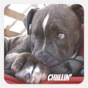 Editable Baby Pitbull Welpen Quadratischer Aufkleber