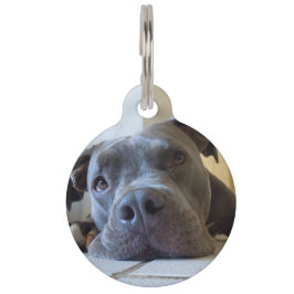 Editable Hund Browns Pitbull Haustiermarke