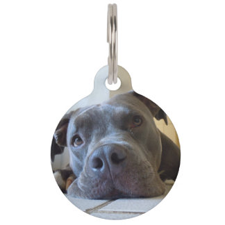 Editable Hund Browns Pitbull Haustiermarke