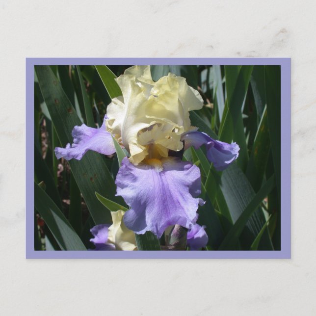 Edith Wolford Postkarte (Vorderseite)