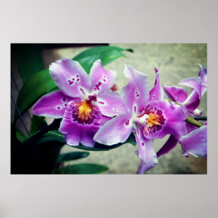 Edle lila Orchideen Poster