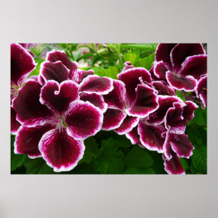 Edle Storchschnabelblüten Elegant Bordeaux Floral Poster