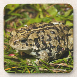 Edmonton, Alberta, Kanada 2 Untersetzer