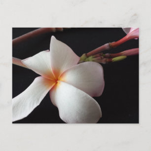 Educatedbrainfart Plumeria Postkarte
