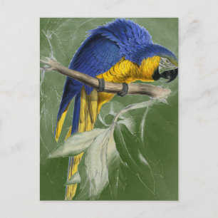 Edward Lear Bird Collection Blue and Yellow Macaw Postkarte