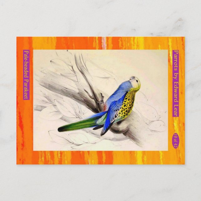 Edward Lear. Parakeet mit blass Kopf. Postkarte (Vorderseite)