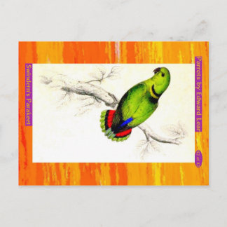 Edward Lear. Swindern's Parakeet. Postkarte
